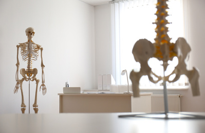 Human skeleton and spine models in orthopedist's office