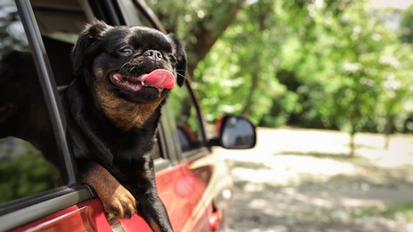Cute Petit Brabancon dog leaning out of car window on summer day