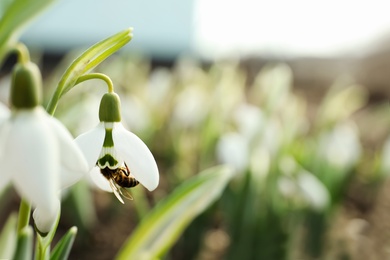 Bee pollinating beautiful snowdrop outdoors, closeup. Space for text