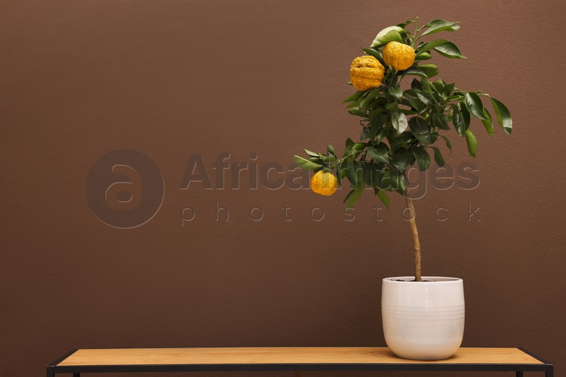 Photo of Idea for minimalist interior design. Small potted bergamot tree with fruits on wooden table near brown wall, space for text