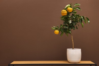Idea for minimalist interior design. Small potted bergamot tree with fruits on wooden table near brown wall, space for text