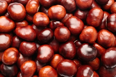 Photo of Pile of horse chestnuts as background, top view