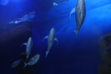 Beautiful bluefin trevally fish in clear aquarium, low angle view