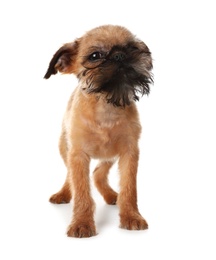 Studio portrait of funny Brussels Griffon dog looking into camera on white background