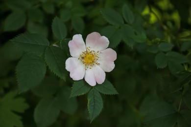 Beautiful blooming rose hip flower on bush outdoors, closeup
