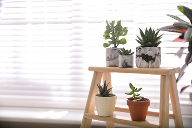 Beautiful potted succulents on wooden stand indoors. Space for text