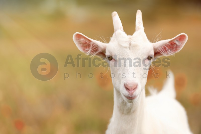 Cute goat in field, space for text. Animal husbandry