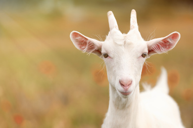 Cute goat in field, space for text. Animal husbandry