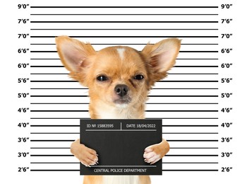 Image of Arrested Chihuahua with mugshot board against height chart. Fun photo of criminal