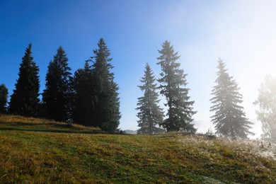 Photo of Beautiful forest with conifer trees on sunny day