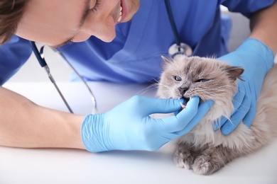 Young veterinarian examining cat on table in clinic
