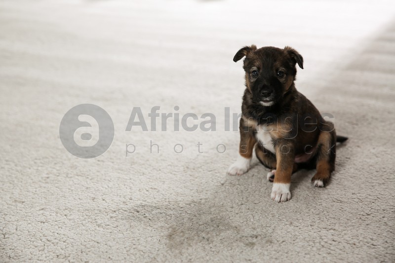 Adorable puppy near wet spot on carpet indoors. Space for text