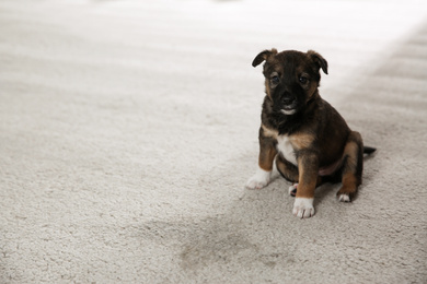 Adorable puppy near wet spot on carpet indoors. Space for text