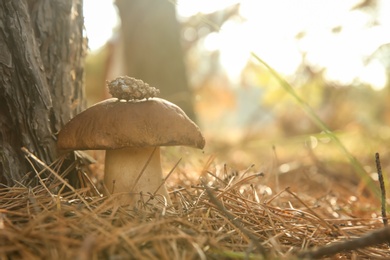 Large  mushroom with cone in forest, closeup