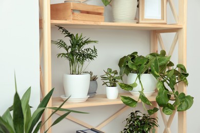 Wooden shelving unit with beautiful house plants indoors. Home design idea