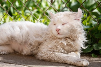 Cute fluffy cat resting near fence on sunny day