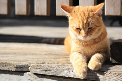 Photo of Lonely stray cat outdoors on sunny day, space for text. Homeless animal
