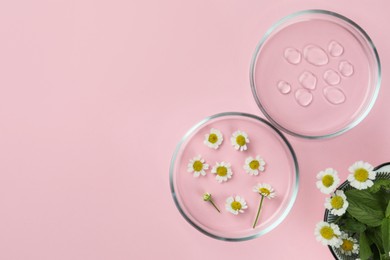Photo of Petri dishes with chamomile flowers and cosmetic product on pink background, flat lay. Space for text