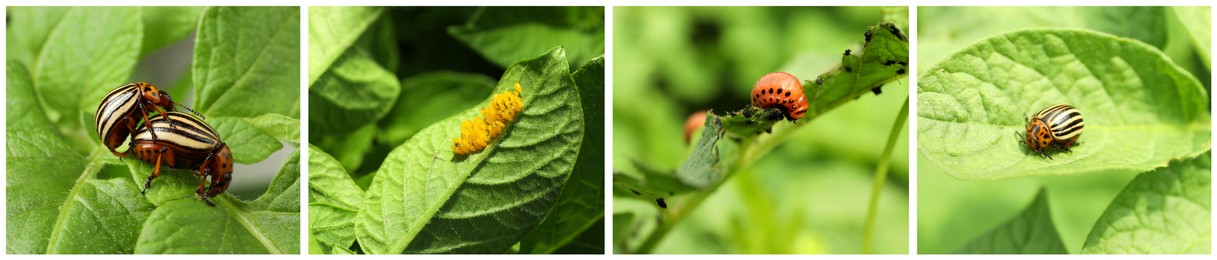 Collage with different photos of Colorado potato beetles on green leaves. Banner design