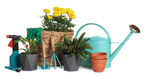 Gardening tools and houseplants on white background