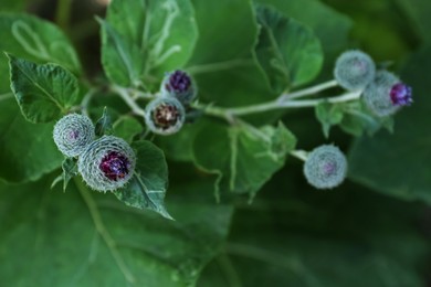 Photo of Beautiful burdock plant with flowers and green leaves outdoors, closeup