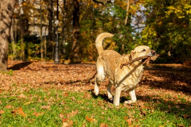 Photo of Cute Labrador Retriever dog fetching stick in sunny autumn park. Space for text