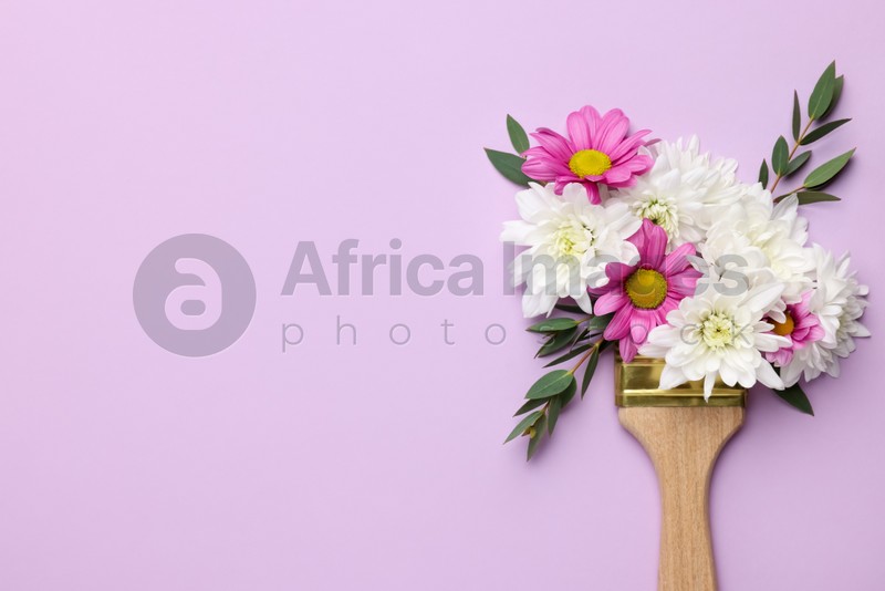 Brush with colorful flowers of chrysanthemum on violet background, top view. Space for text. Creative concept