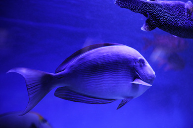Beautiful surgeonfish in clear toned blue aquarium, closeup