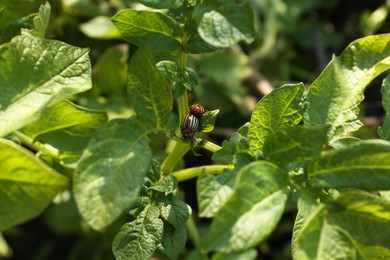Colorado potato beetles on green plant outdoors
