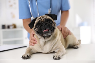 Veterinarian examining cute pug dog in clinic, closeup. Vaccination day