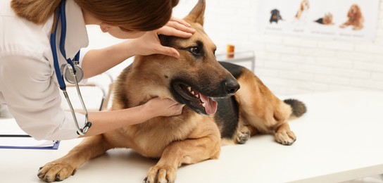 Professional veterinarian examining dog's eyes in clinic. Banner design