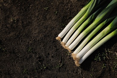 Fresh raw leeks on ground outdoors, flat lay. Space for text