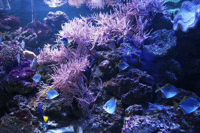 Many beautiful tropical fish in clear aquarium