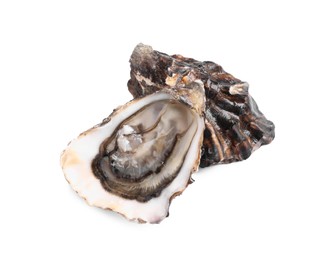 Fresh raw closed and open oysters on white background
