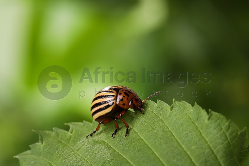 Photo of Colorado potato beetle on green leaf against blurred background, closeup. Space for text