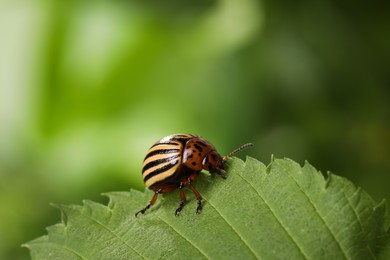 Colorado potato beetle on green leaf against blurred background, closeup. Space for text