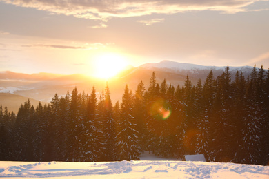 Picturesque view of winter conifer forest at sunset