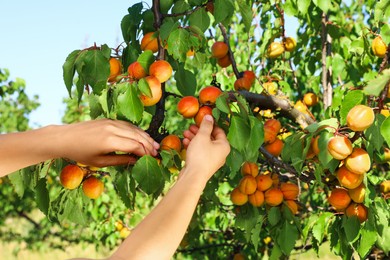 Woman picking ripe apricot from tree outdoors, closeup