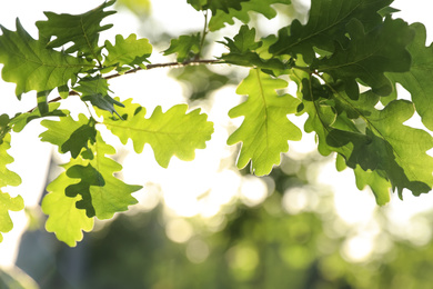 Closeup view of oak tree with young fresh green leaves outdoors on spring day