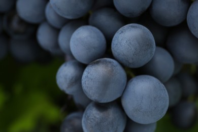 Ripe juicy grapes on blurred background. Space for text