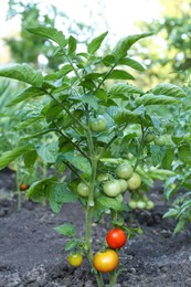 Photo of Fresh young tomato plant growing in ground outdoors. Gardening season