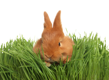 Adorable fluffy bunny in green grass. Easter symbol