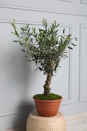 Photo of Beautiful young potted olive tree on wicker pouf near light wall indoors. Interior element