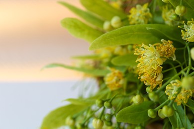 Beautiful linden blossoms and green leaves on blurred background, closeup. Space for text
