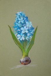 Pastel drawing of blue blooming hyacinth on light green background