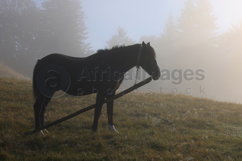 Photo of Horse grazing on pasture in misty morning. Lovely domesticated pet