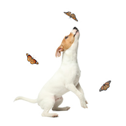 Cute Jack Russel Terrier playing with butterflies on white background. Lovely dog