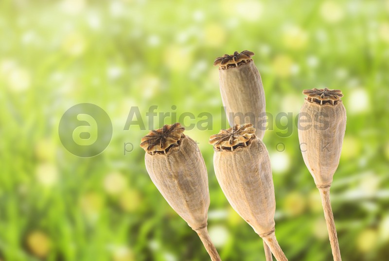Image of Dry poppy heads with seeds in field, closeup
