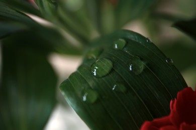 Photo of Beautiful leaf with water drops on blurred background, closeup