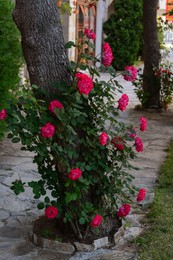Beautiful blooming rose bush growing near tree on city street